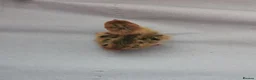 Quail poultry for sale: Mixed Coturnix Quail chicks - Advert 15