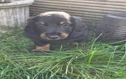 Miniature Dachshund dogs for sale: 3 left mini dachshund BOYS KC READY NOW   - Image 30
