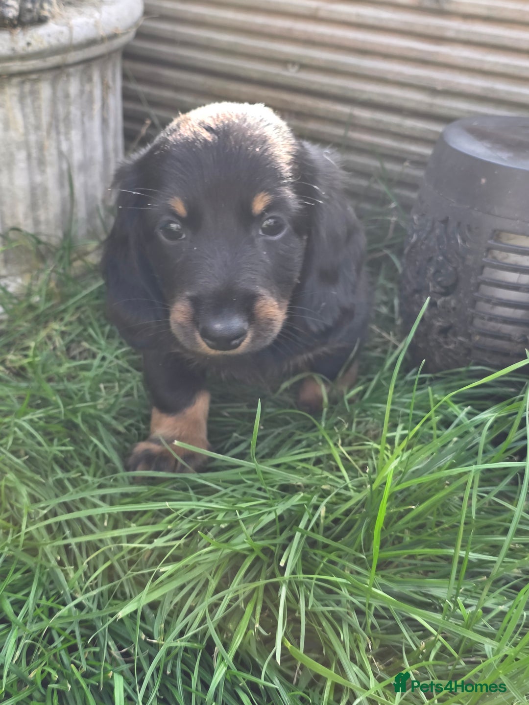 Miniature Dachshund dogs for sale: 3 left mini dachshund BOYS KC READY NOW   - Image 30