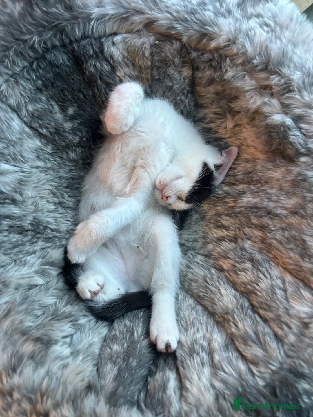 Siamese cats for sale: Half Siamese kittens  in Preston - Advert 8