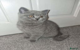 British Shorthair cats for sale: 3 beautiful bsh female kittens available  - Image 11