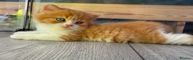 British Longhair 1
