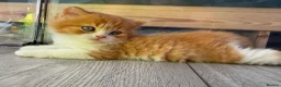 British Longhair cats for sale: Adorable British Longhair kittens - TICA registred - Advert 8