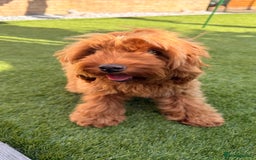 Cockapoo dogs for sale: 🐾 Loving Cockerpoo Puppy for Sale – Meet Nala! 🐾 - Image 3