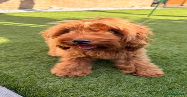 Cockapoo dogs - Advert 7