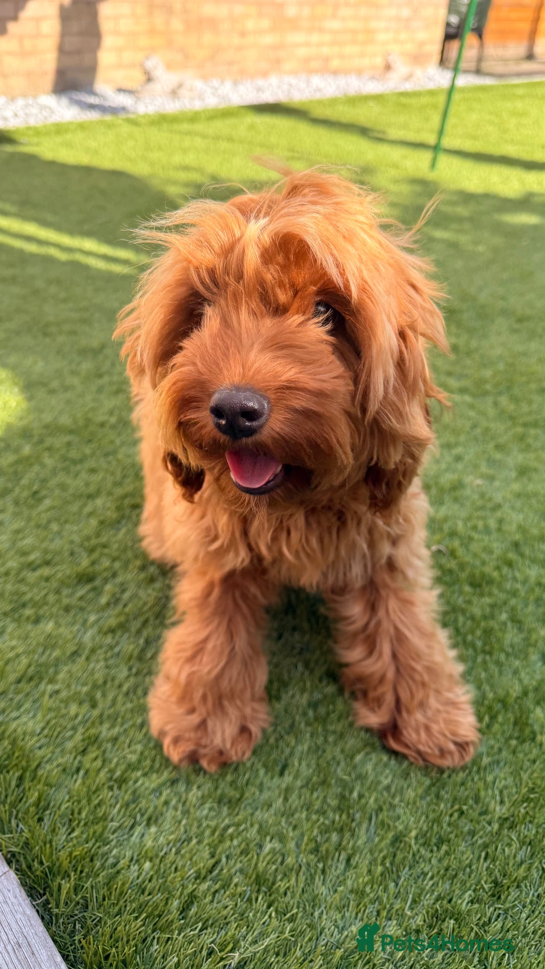 Cockapoo dogs for sale: 🐾 Loving Cockerpoo Puppy for Sale – Meet Nala! 🐾 - Image 3