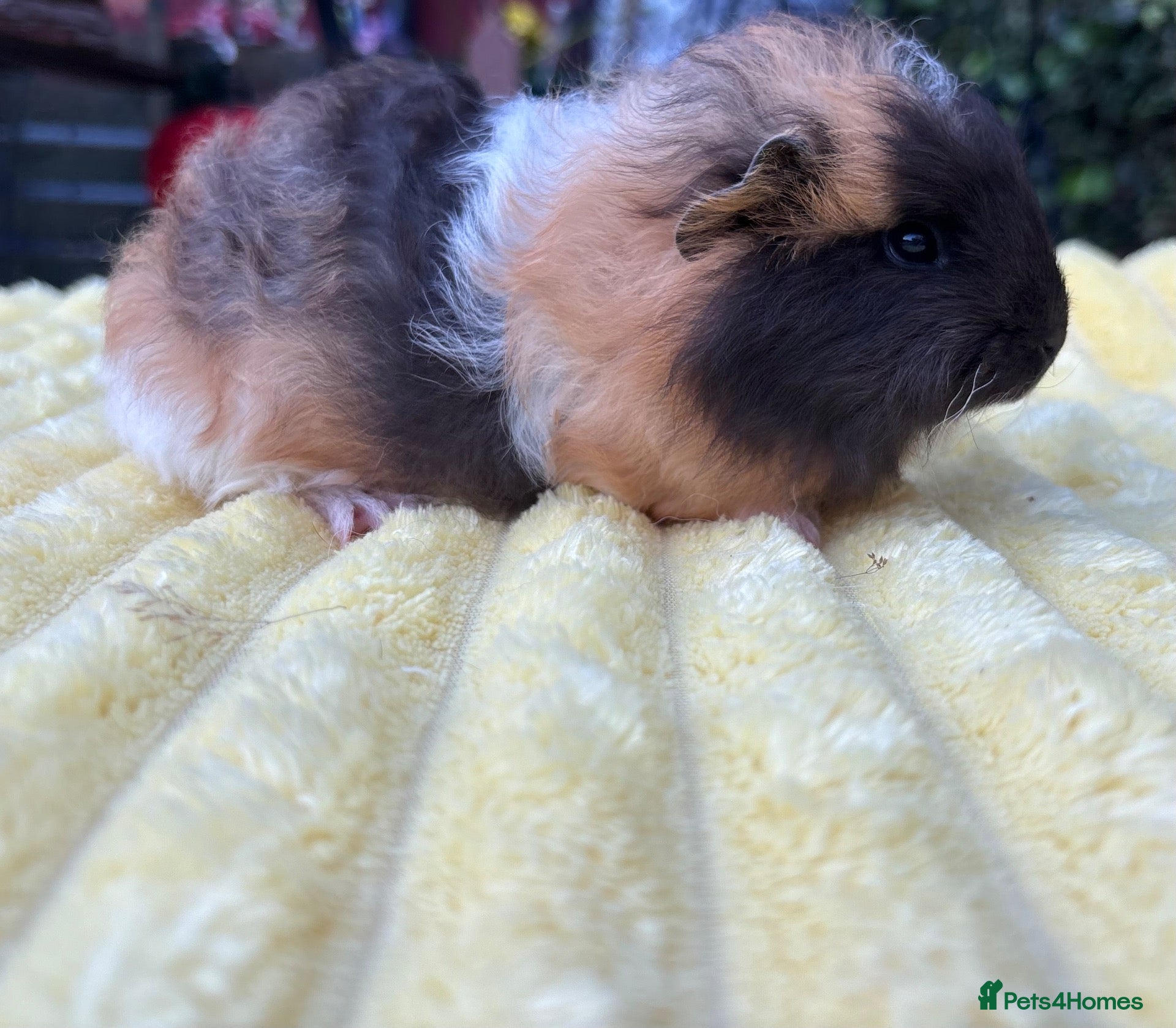 Guinea Pig rodents Four male guinea pigs  - Advert 1