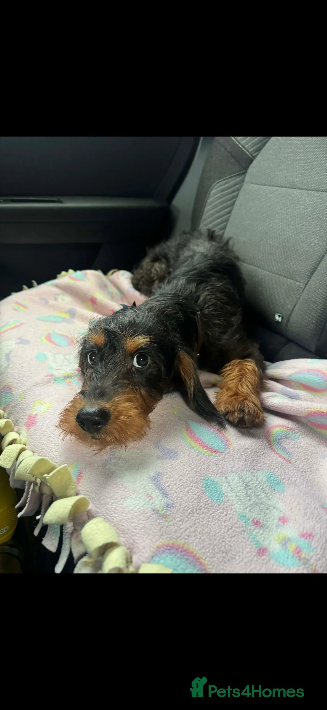 Doxiepoo dogs for sale: Gorgeous doxiepoo  - Advert 2
