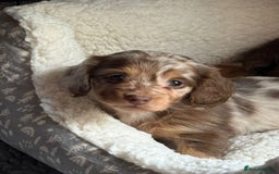 Miniature Dachshund dogs for sale: Fantastic long haired miniature dachshund - Image 15