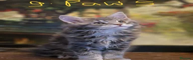 Maine Coon Kitten g.paws