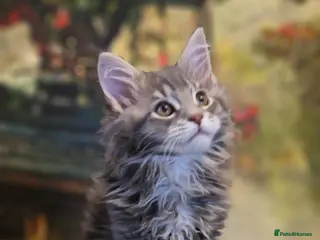 Maine Coon cats Maine Coon Kittens Champion Bloodlines - Advert 7