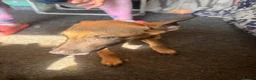 Mixed Breed dogs for sale: German Shepherd cross lurcher puppies  - Advert 2