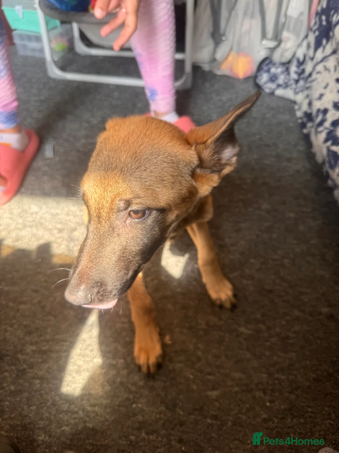 Mixed Breed dogs for sale: German Shepherd cross lurcher puppies  - Advert 2