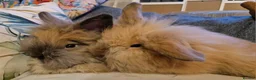Lionhead rabbits for sale: Friendly, cute, fluffy lionhead bunnies- m and f - Advert 1
