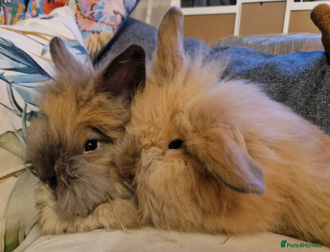 Lionhead rabbits for sale: Friendly, cute, fluffy lionhead bunnies- m and f - Advert 1