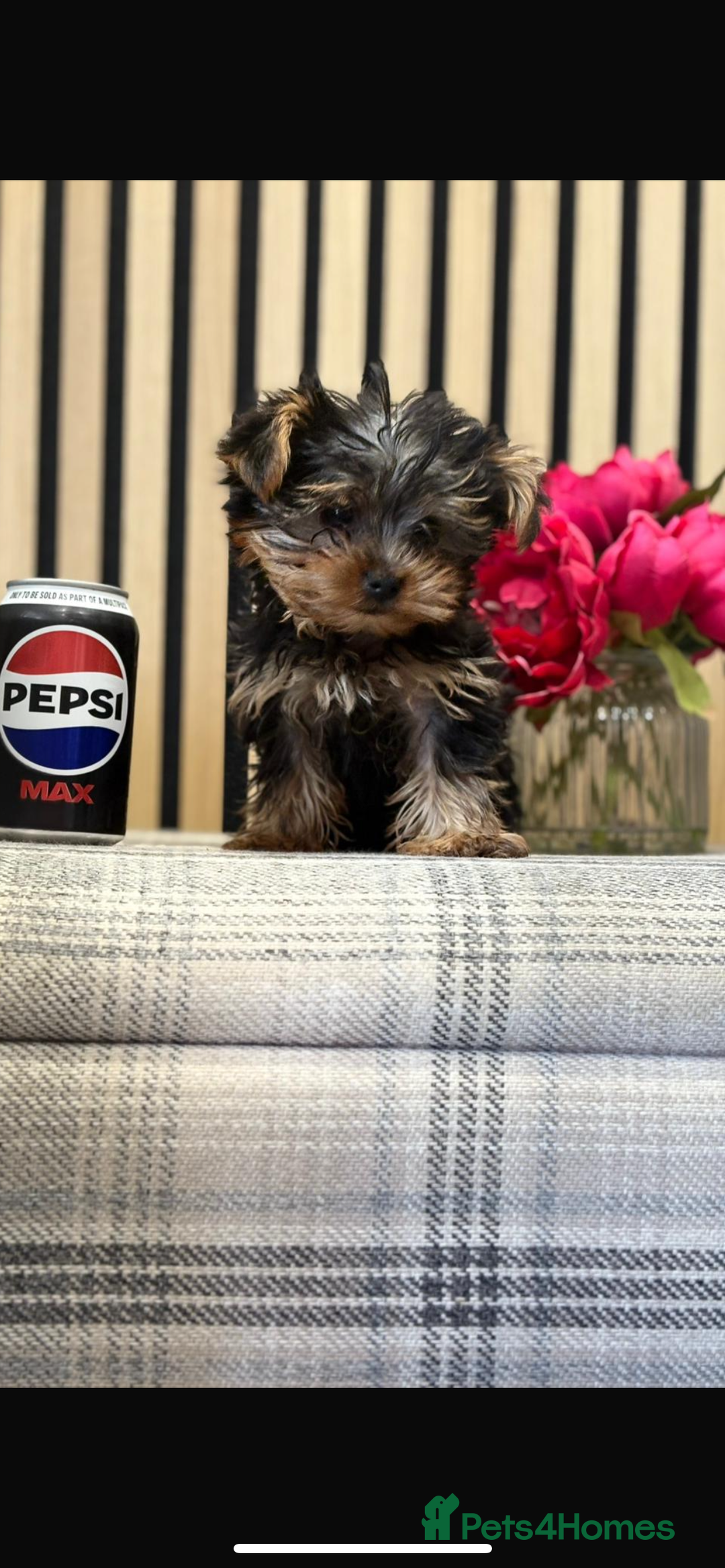 Yorkshire Terrier dogs for sale: Stunning tiny boy  - Image 7