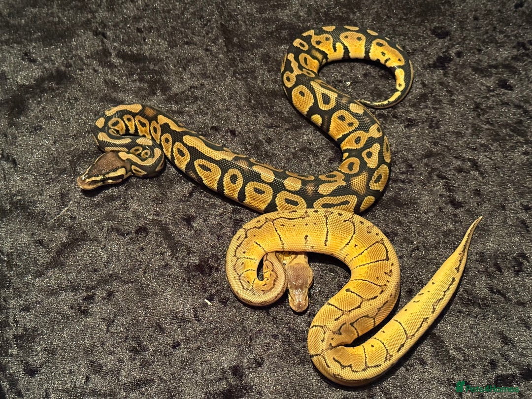 Python Snake reptiles for sale: Selection of royal pythons  - Advert 9