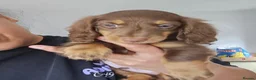 Miniature Dachshund dogs for sale: Miniature Dachshund Puppies – 2 Girls & 1 Boy in Boston - Advert 2