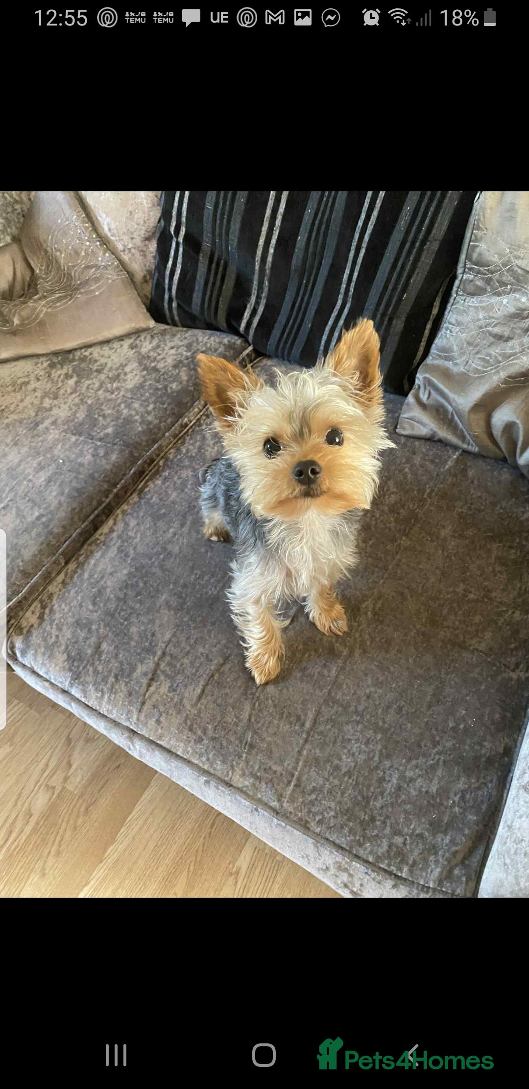 Yorkshire Terrier dogs for stud: Long haired mini yorkie terrier  - Advert 2