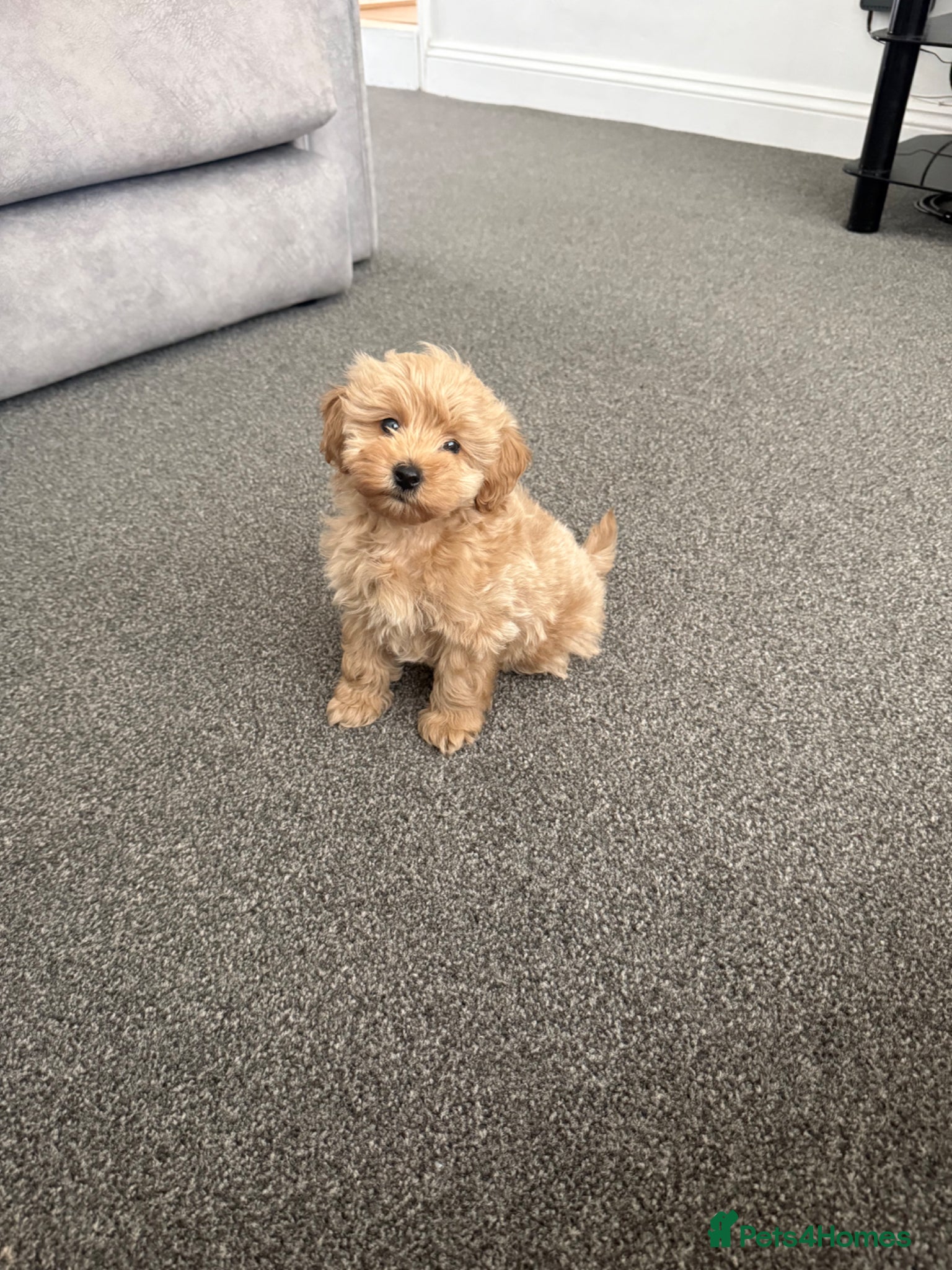 Maltipoo dogs Ready to go Maltipoo F1 Female puppy  - Advert 5