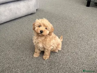 Maltipoo dogs Ready to go Maltipoo F1 Female puppy - Advert 5