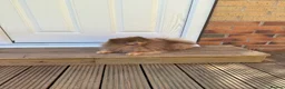 Pomeranian dogs for sale: Exclusive lilac tan true type teddy bear  - Advert 8