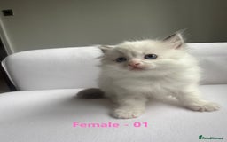 Ragdoll cats for sale: GCCF Ragdoll Kittens – Loving Homes 💕 - Image 1