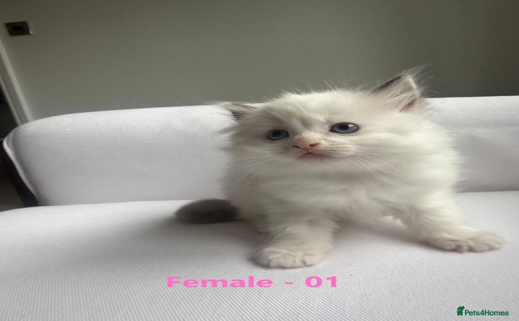 Ragdoll cats - Advert 9