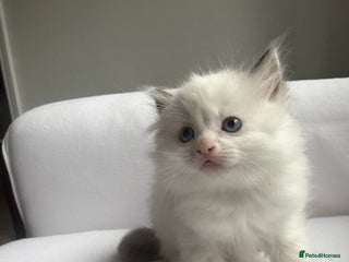 Ragdoll cats - Advert 36