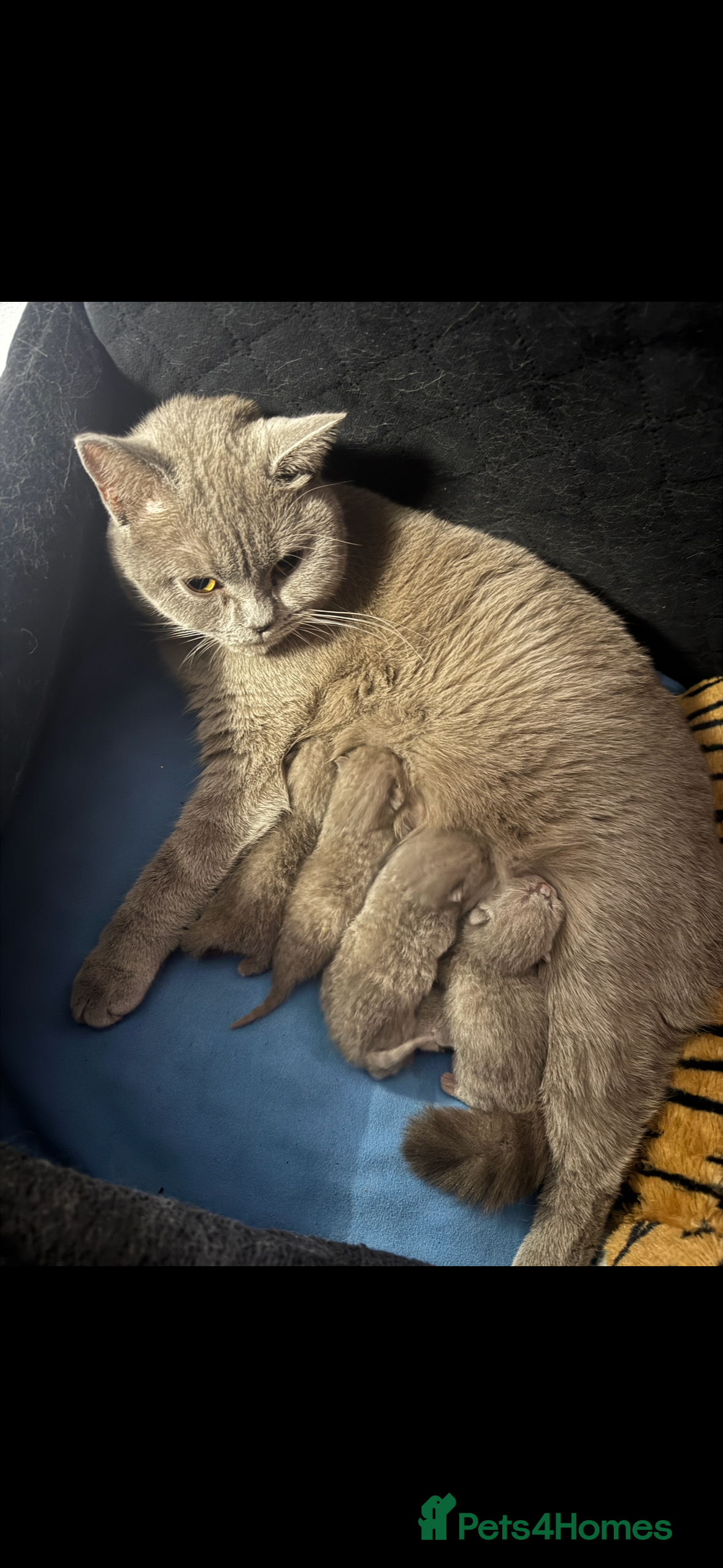 British Shorthair cats pure british shorthair kittens  - Advert 2