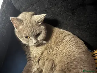 British Shorthair cats pure british shorthair kittens - Advert 4