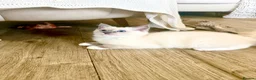 Ragdoll cats for sale: 🐾 Beautiful Ragdoll kittens Seeking Forever homes - Advert 12