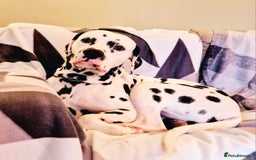 Dalmatian dogs for sale: **PREGNANCY CONFIRMED 8+ KC PUPPIES DUE 30/10**  - Image 2