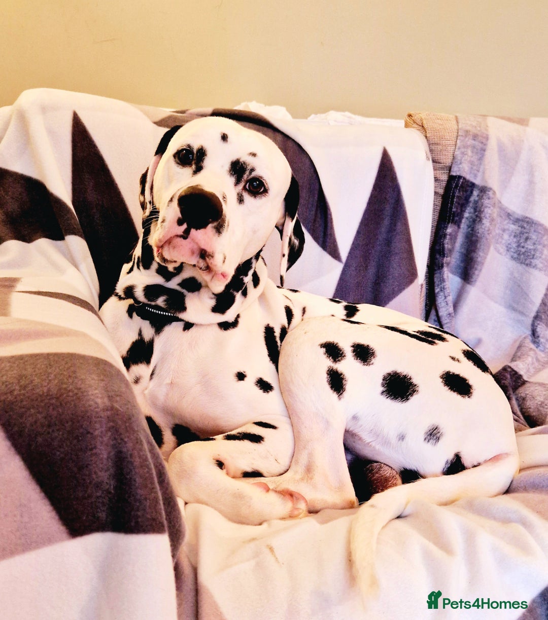 Dalmatian dogs for sale: **PREGNANCY CONFIRMED 8+ KC PUPPIES DUE 30/10**  - Image 2