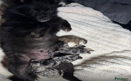 Pomeranian dogs for sale: Merle miniature Pomeranians  - Image 12