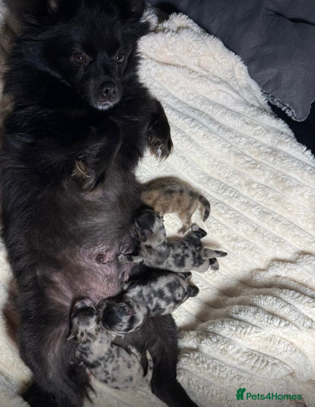Pomeranian dogs for sale: Merle miniature Pomeranians  - Image 12
