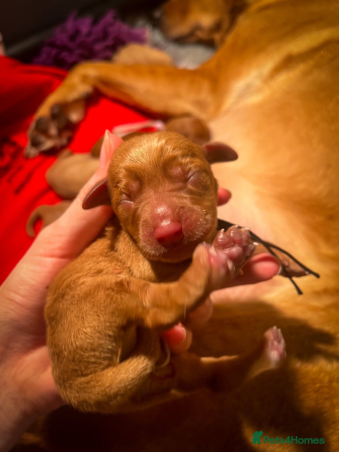 Labrador Retriever dogs for sale: Extensively Health tested Red fox Labradors 🧡 - Advert 24