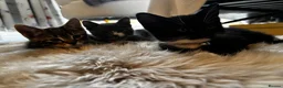 Mixed Breed cats for sale: Kittens for sale  - Advert 11