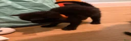 Domestic Shorthair cats for sale: 4 beautiful kittens looking for a loving home - Advert 20