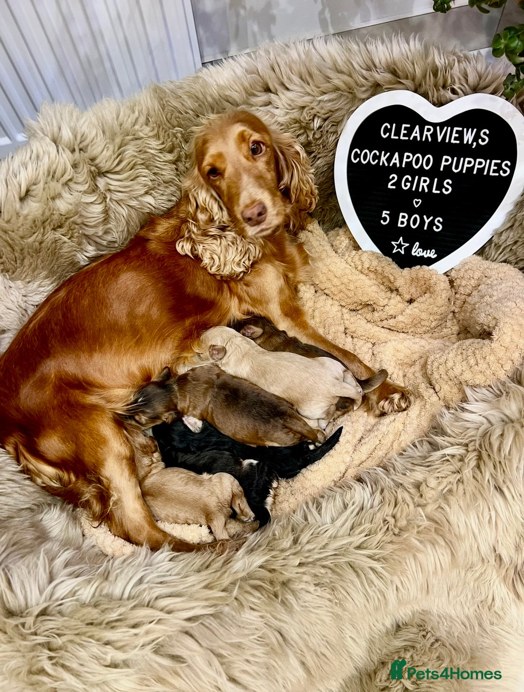 Cockapoo dogs for sale: ♥️Fabulous Toy Cockapoo Puppies Kc Reg Parents - Advert 1
