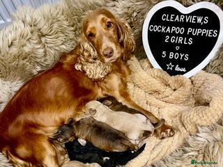 Cockapoo dogs ♥️Fabulous Toy Cockapoo Puppies - Advert 6