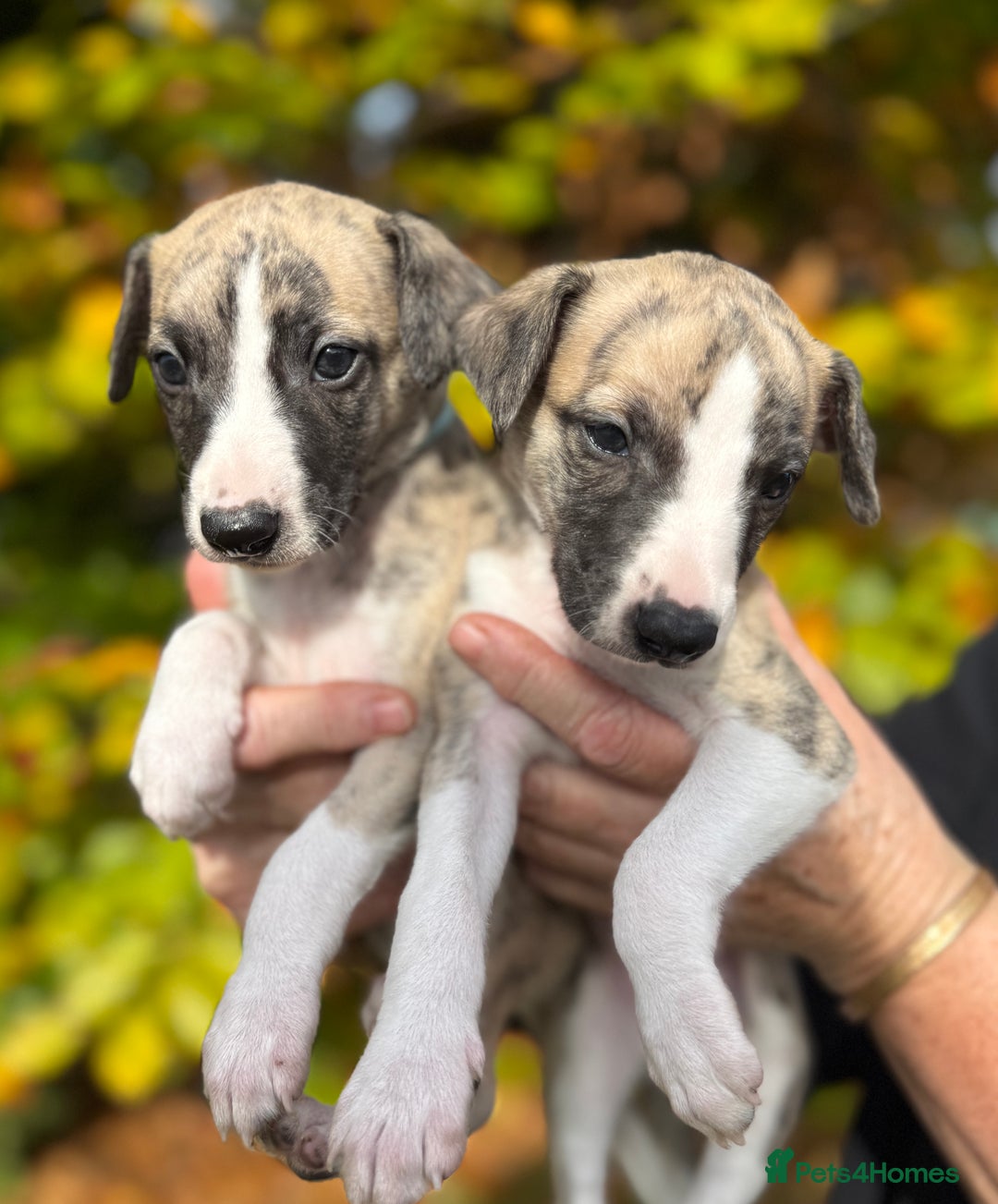 Whippet dogs for sale: Whippets  - Advert 3