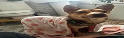 Mixed Breed dogs for adoption: Tiny Ruby Needs a Dog Bestie ❤️ - Advert 11