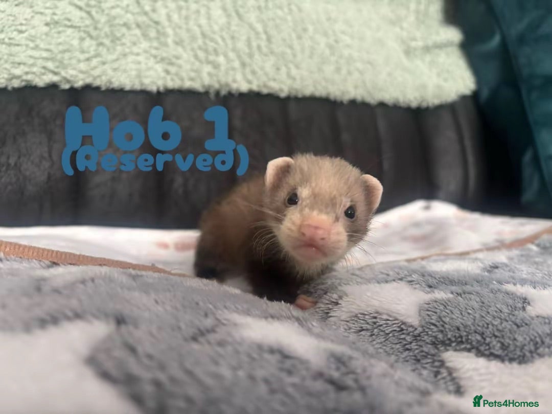 Ferret rodents 2 full albino hob kits ready late july - Advert 2