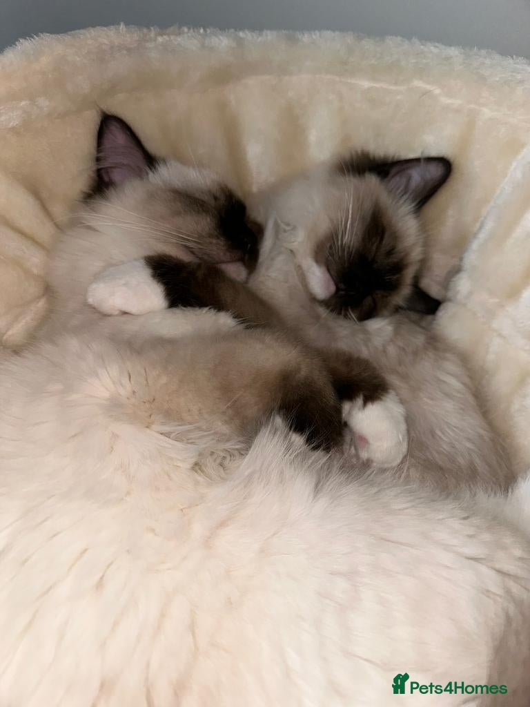 Ragdoll cats READY NOW!! GCCF Reg. Ragdolls SEAL MITTED - Advert 1