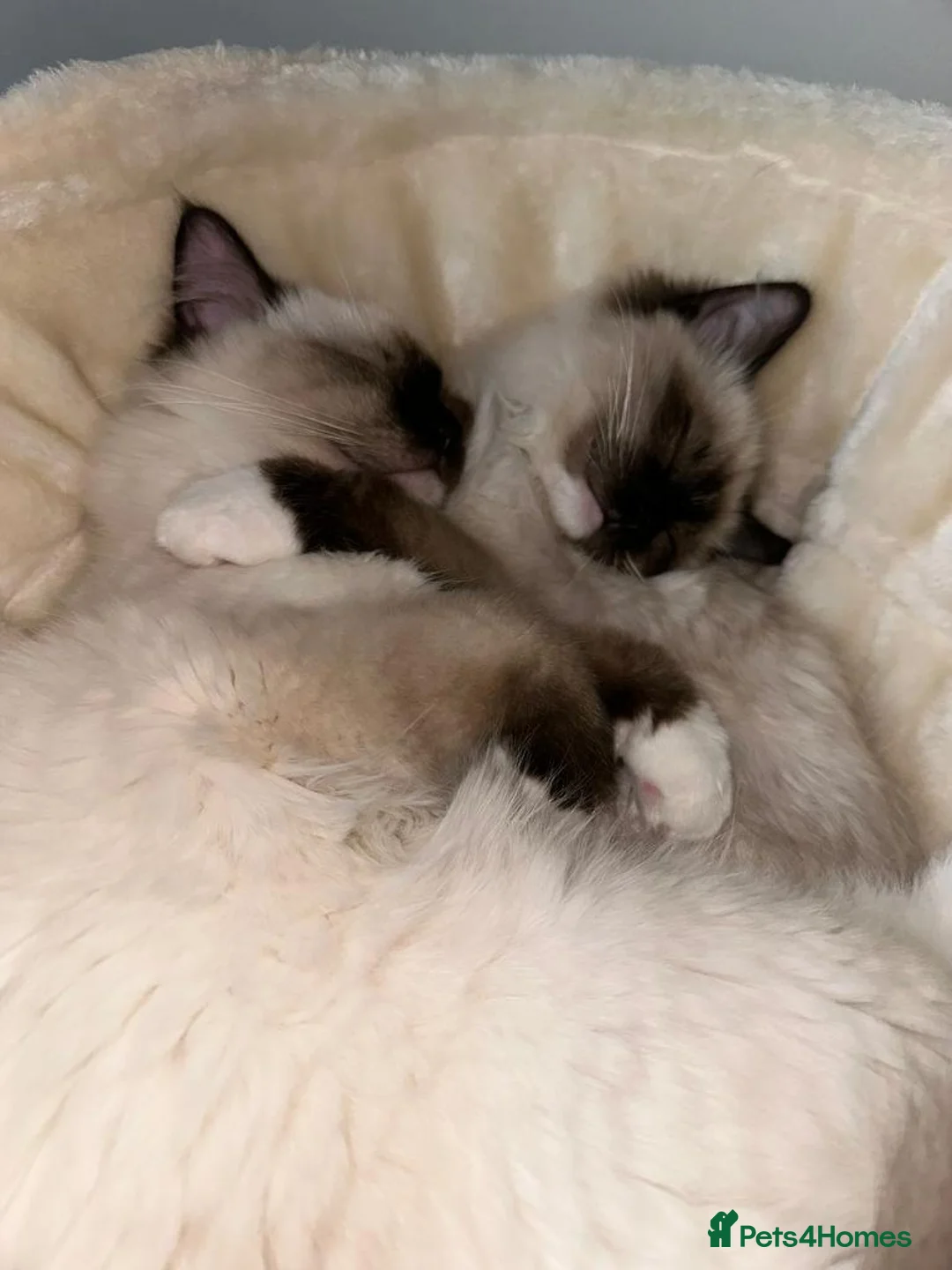 Ragdoll cats for sale:  GCCF Reg. Ragdolls Kittens CHAMPION LINES - Advert 1
