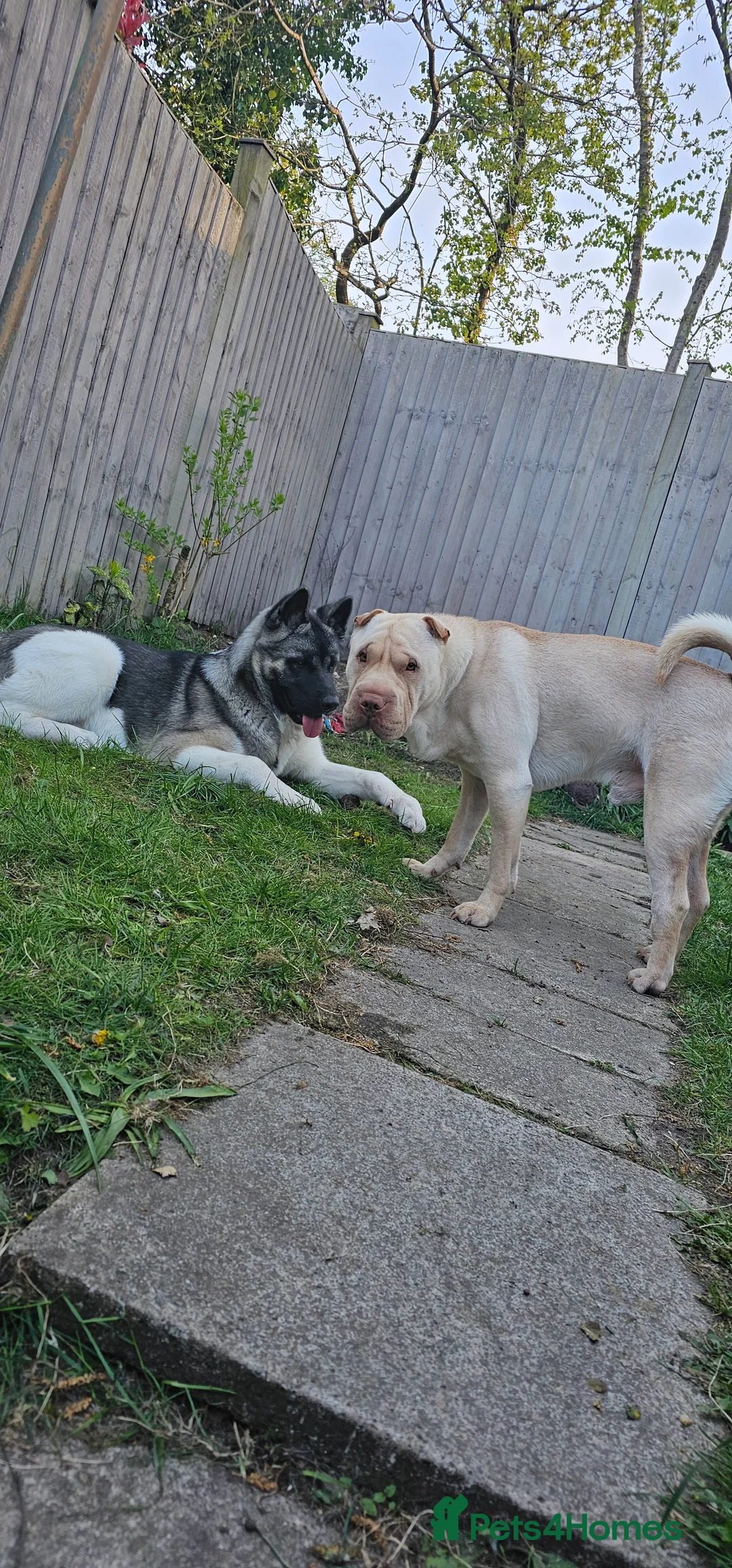 Shar Pei dogs for stud: Shar pei for stud  - Advert 5