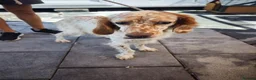 English Setter dogs for adoption: Alex! in Scarborough - Advert 3