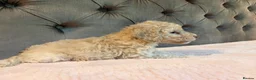 Cockapoo dogs for sale: Adorable Toy Cockapoos (F1b) - Advert 28