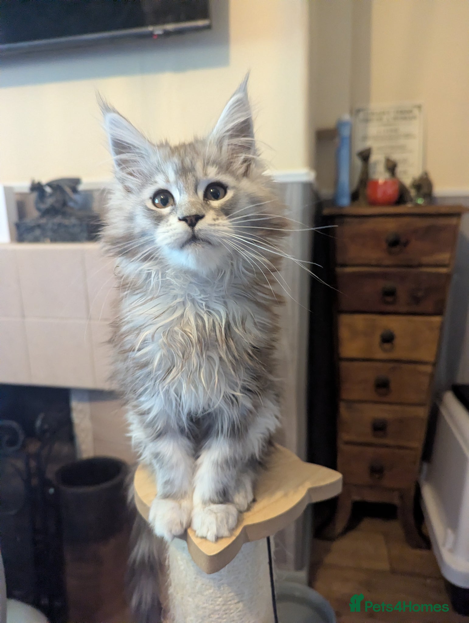 Maine Coon cats Ready soon. Beautiful large health tested kitten - Advert 2